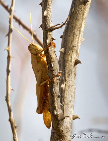 Locust sp.